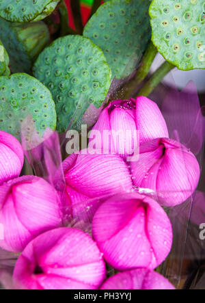 Fiori di loto nel mercato dei fiori di Mong Kok quartiere di Hong Kong Foto Stock