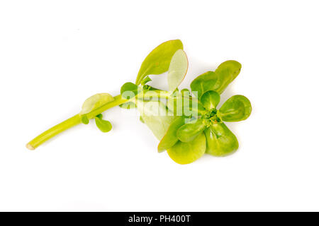 Organico verde sano Purslane isolati su sfondo bianco Foto Stock