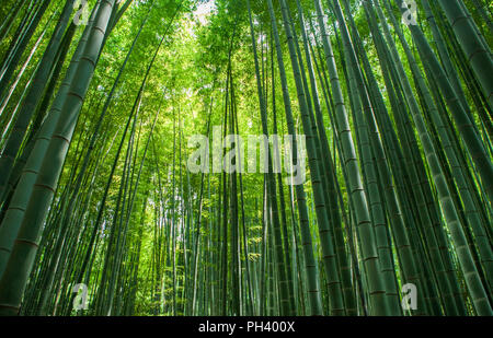 Foresta di Bamboo in Hokoku-ji il tempio di Kamakura, Giappone Foto Stock