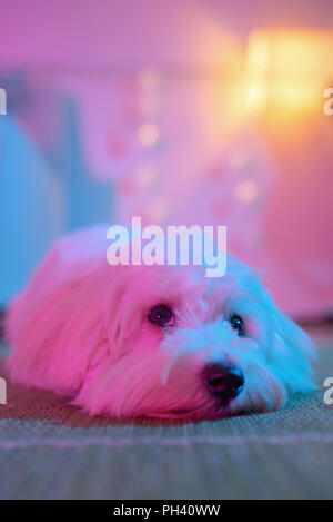 White cucciolo di cane maltese seduti a casa su un tappeto Foto Stock