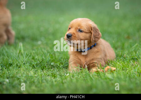 Carino il golden retriever cucciolo in appoggio all'esterno. Foto Stock