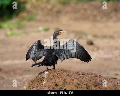 Long-tailed, cormorano Phalacrocorax africanus, singolo uccello da acqua, Uganda, Agosto 2018 Foto Stock