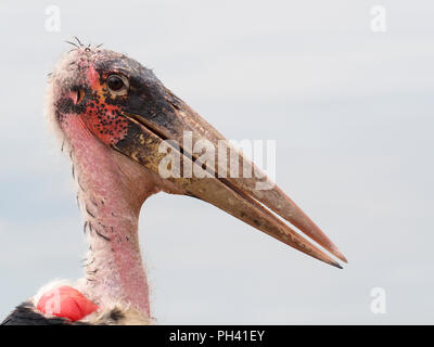 Marabou stork, Leptoptilos crumeniferus, singolo uccello colpo alla testa, Uganda, Agosto 2018 Foto Stock