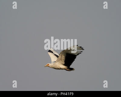 Palm-dado avvoltoio, Gypohierax angolensis, singolo uccello in volo, Uganda, Agosto 2018 Foto Stock