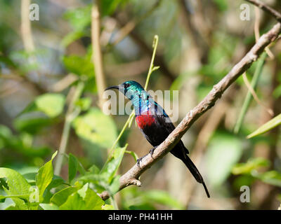 Rosso-chested Sunbird, Nectarinia erythrocerca, singolo uccello sul ramo, Uganda, Agosto 2018 Foto Stock