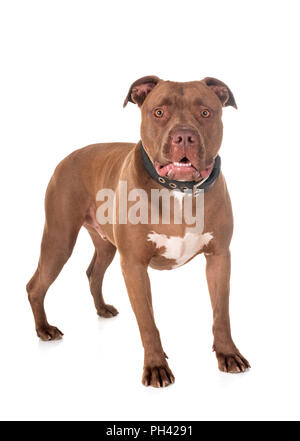 Pitbull Red Nose davanti a uno sfondo bianco Foto Stock