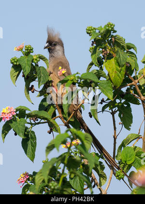 Chiazzato mousebird, Colius striatus, singolo uccello sul ramo, Uganda, Agosto 2018 Foto Stock