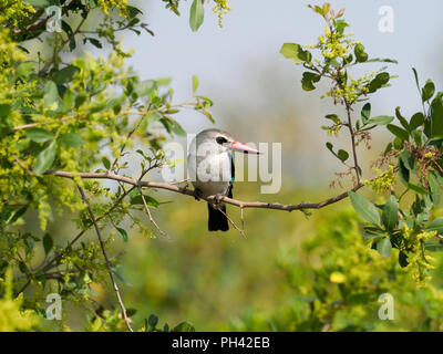 Woodland kingfisher, Halcyon senegalensis, singolo uccello sul ramo, Uganda, Agosto 2018 Foto Stock