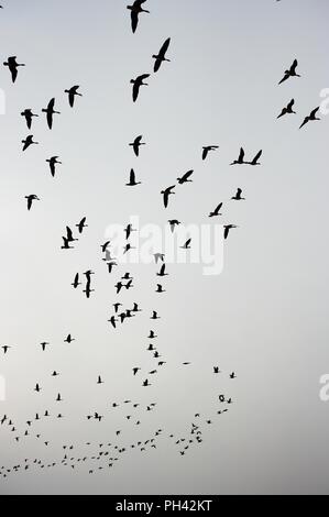 Bello volare di una mandria di uccelli migratori nel serbatoio Junam, Corea Foto Stock