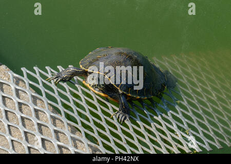 Arrabbiato cercando la tartaruga su una rampa di metallo proveniente dal laghetto verde acqua rivolta verso la telecamera Foto Stock