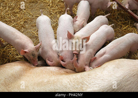 Piccola fame pigglets lattante sow a penna Foto Stock