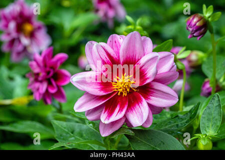 Serie Dalaya Dahlia (Dahlia grandiflora "Yogi") - North Carolina Arboretum, Asheville, North Carolina, STATI UNITI D'AMERICA Foto Stock