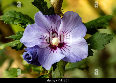 Rosa di Sharon (Hibiscus syriacus Minerva) - North Carolina Arboretum, Asheville, North Carolina, STATI UNITI D'AMERICA Foto Stock