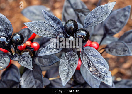 Black Pearl Pepe ornamentali (Capsicum annuum ''Perla nera') - North Carolina Arboretum, Asheville, North Carolina, STATI UNITI D'AMERICA Foto Stock