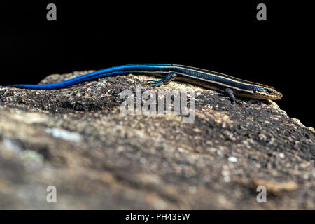 (Americana) Cinque-rigato skink (Plestiodon fasciatus) - North Carolina Arboretum, Asheville, North Carolina, STATI UNITI D'AMERICA Foto Stock