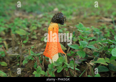 Close up selvatiche di colore arancione brillante lunga Net Stinkhorn fungo o fungo di bambù nel campo verde Foto Stock