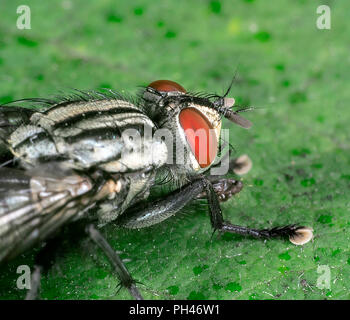 Rockabilly nero mosca macro close-up Foto Stock