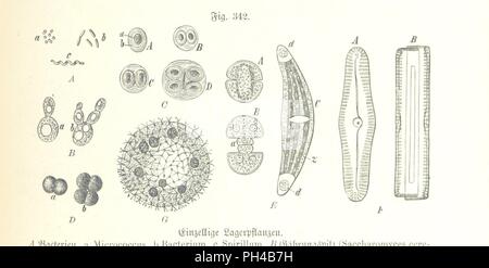 Immagine dalla pagina 879 di "Unser Wissen von der Erde. Allgemeine Erdkunde und Länderkunde, herausgegeben unter fachmännischer Mitwirkung von A. Kirchhoff' . Foto Stock