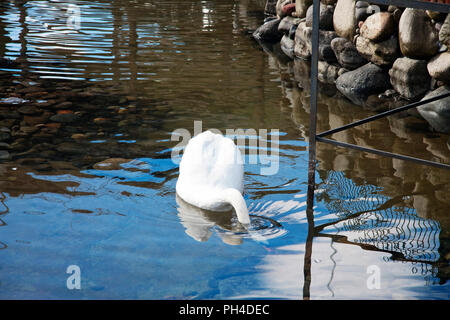 Il White Swan immersioni nel lago e alla ricerca di cibo Foto Stock