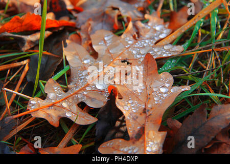 Giallo caduto foglie di quercia in erba verde coperto da gocce illuminato dalla luce solare Foto Stock
