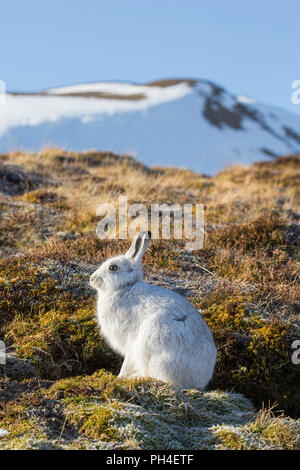 Mountain lepre (Lepus timidus). Adulti in bianco cappotto invernale (pelage) in habitat. Cairngorms National Park, Scozia Foto Stock