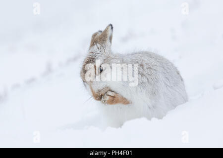 Mountain lepre (Lepus timidus). Adulti in bianco cappotto invernale (pelage) nella neve, le operazioni di toletta. Cairngorms National Park, Scozia Foto Stock