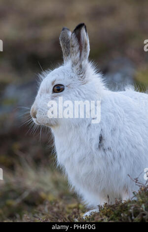 Mountain lepre (Lepus timidus). Ritratto di adulti in bianco cappotto invernale (pelage). Cairngorms National Park, Scozia Foto Stock