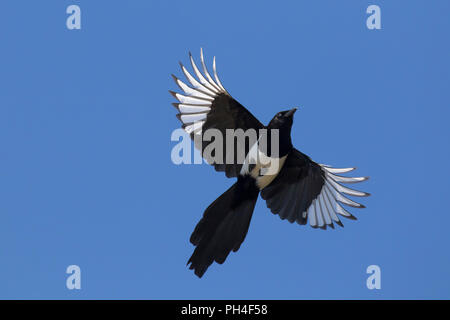 Gazza (Pica pica) in volo Foto Stock