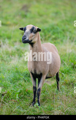 Camerun pecore. Pecora in piedi su un pascolo. Germania Foto Stock