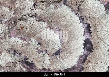 Il Lichen (Hypogymnia physodes). Dalarna, Svezia Foto Stock