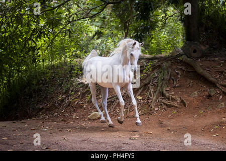 Arabian Horse. Grigio mare al galoppo in una foresta tropicale. Seicelle Foto Stock