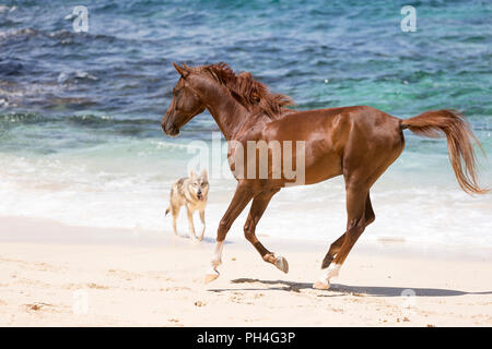 Arabian Horse. Chestnut castrazione al galoppo su una spiaggia tropicale, guardato da Tamaskan cane. Seicelle Foto Stock