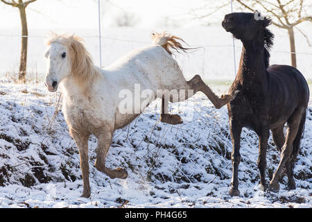 Puro Cavallo Spagnolo andaluso. Coppia di sporco adulti giocando su pascolo d'inverno. Germania Foto Stock