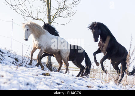 Puro Cavallo Spagnolo andaluso. Tre cavalli giocando su un pascolo in inverno. Germania Foto Stock
