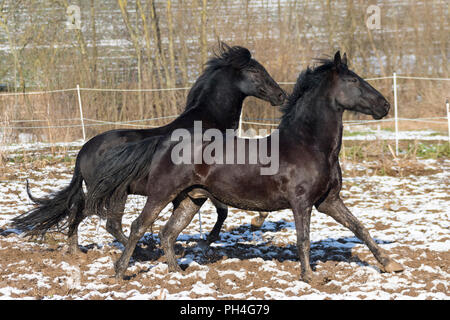 Pura spagnola, cavalli andalusi e Murgese . Coppia di cavalli neri al galoppo su un pascolo in inverno. Germania Foto Stock