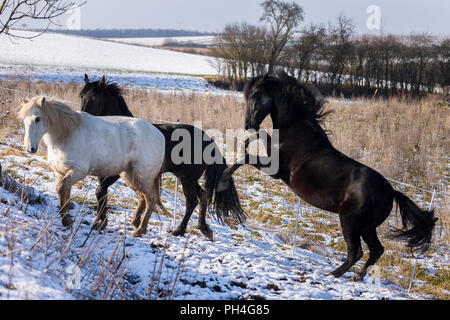 Puro Cavallo Spagnolo andaluso. Tre cavalli giocando su un pascolo in inverno. Germania Foto Stock
