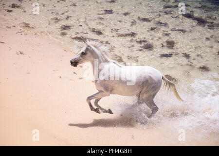 Seychelles pony. Adulto grigio mare al galoppo fuori del mare. Seicelle Foto Stock