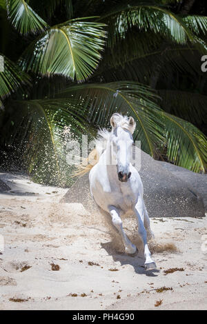 Seychelles pony. Adulto grigio mare al galoppo su una spiaggia tropicale. Seicelle Foto Stock