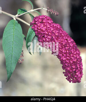 BUDDLEIA DAVIDII (BUTTERFLY BUSH O Estate lilla) Foto Stock