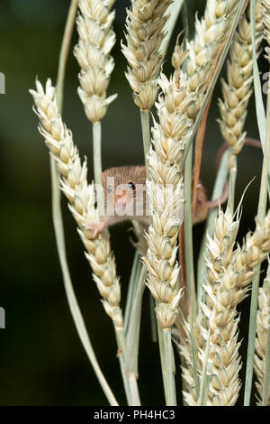 Un montante fotografia di un piccolo mouse raccolto. Il roditore è bilanciato su spighe di grano ed è fuori di peering rivolta in avanti tra gli steli. Foto Stock