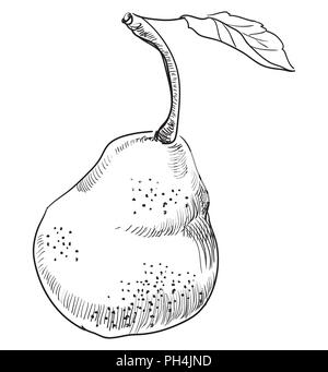 Disegnata a mano la frutta-pera. Vettore illustrazione monocromatica isolati su sfondo bianco. Illustrazione Vettoriale