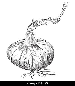 Disegnato a mano-vegetali cipolla. Vettore illustrazione monocromatica isolati su sfondo bianco. Illustrazione Vettoriale