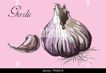 Disegnato a mano-vegetali aglio. Vettore illustrazione colorata isolato su sfondo rosa. Illustrazione Vettoriale