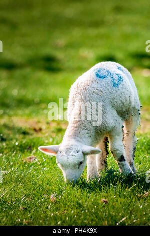 Un giovane agnello (Ovis aries) nel campo mangiare erba su una tarda mattina di primavera Foto Stock