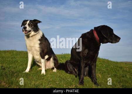 Border Collie e Labrador seduto su una collina Foto Stock