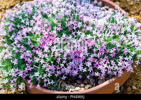 L'asperula sintenisii, Sintenis woodruff, asperula sintenisii impianto, asperula sintenisii fiori, Sintenis impianto woodruff, Sintenis woodruff, fiori, Foto Stock