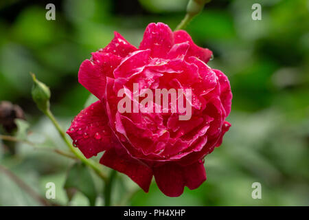 Cina rosa (rosa chinensis) fiore rosso closeup con gocce di rugiada - Davie, Florida, Stati Uniti d'America Foto Stock