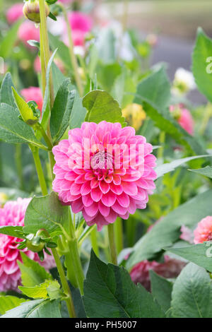 Dahlia 'Rosa runner" in un giardino inglese. Regno Unito. Tipo di ninfea Dahlia Foto Stock