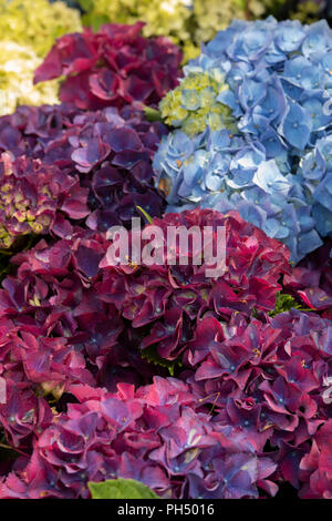 Hydrangea macrophylla royal rosso blu fioritura arbusto. Regno Unito Foto Stock