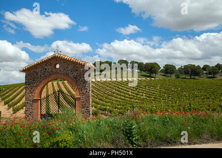 Vigneti con i vitigni che crescono in campagna spagnola nella regione di Valladolid Castiglia y Leon Spagna Foto Stock